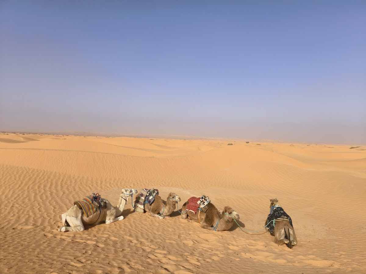 Depart Travel Services - Tunisie — tour operator in VX5C+RVJ, Tunisia – photo 4