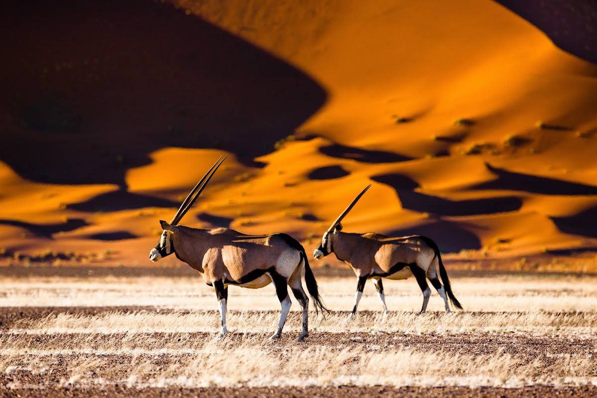 Discovery Safaris and Tours — tour operator in 1506 Tauben Street, Namibia – photo 1