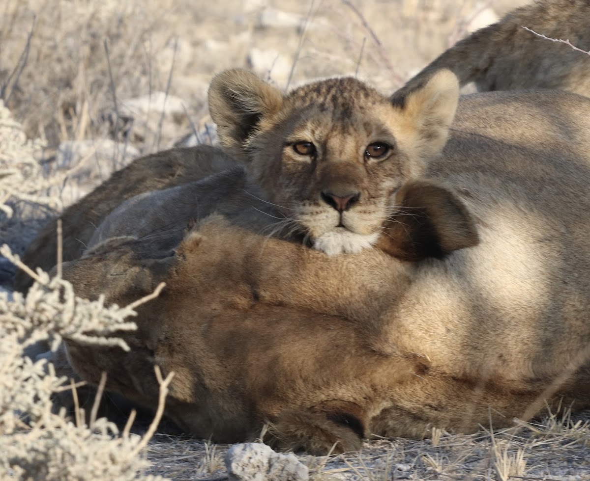 Motema Tours and Safaris Namibia — tour operator in 60 Marconi Street, Namibia – photo 6