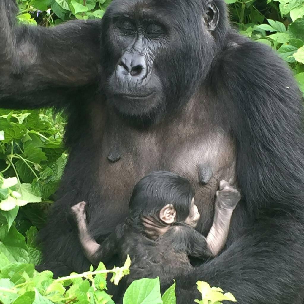Excellent African Safaris — tour operator in 58 KG 233 St, Rwanda – photo 3