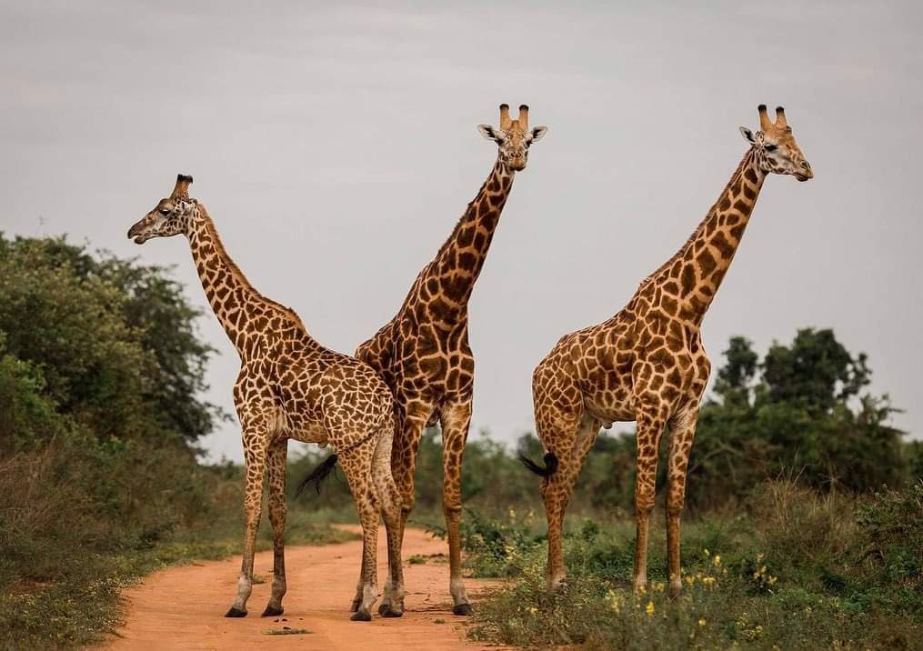 Excellent African Safaris — tour operator in 58 KG 233 St, Rwanda – photo 4