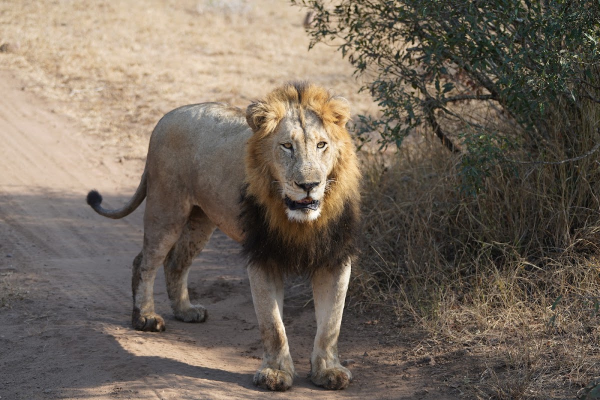 Love Africa Travel — tour operator in Cape Town, South Africa – photo 2