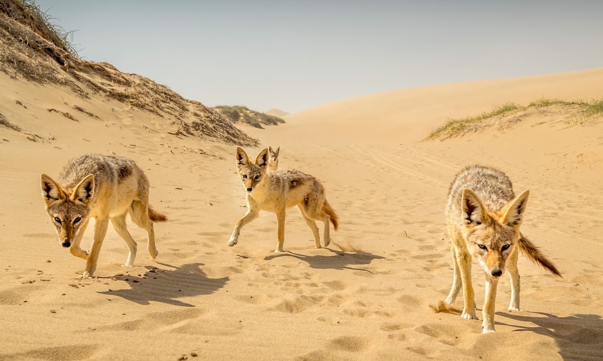 Desert Tracks Bookings & Safaris — tour operator in 13001, Namibia – photo 5