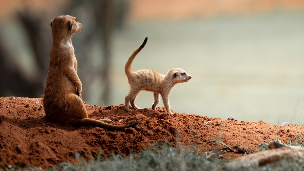 Desert Tracks Bookings & Safaris — tour operator in 13001, Namibia – photo 1