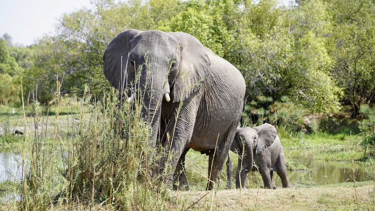 Falcon Safaris — tour operator in 545 Reynard Rd, Zimbabwe – photo 6
