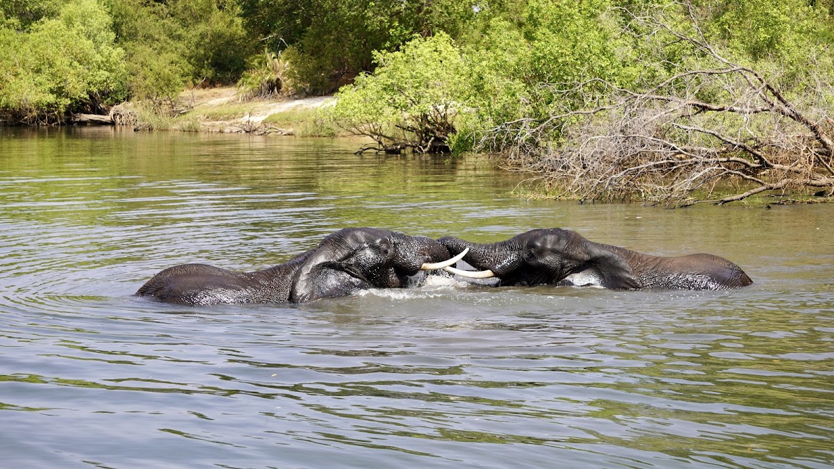 Falcon Safaris — tour operator in 545 Reynard Rd, Zimbabwe – photo 5