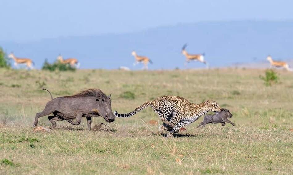 Exodus Safaris Tour Operator & Travel Agency Nairobi | All Kenya & Africa Safaris, Vacations & Beach Holidays — tour operator in Mombasa Road, Kenya – photo 2