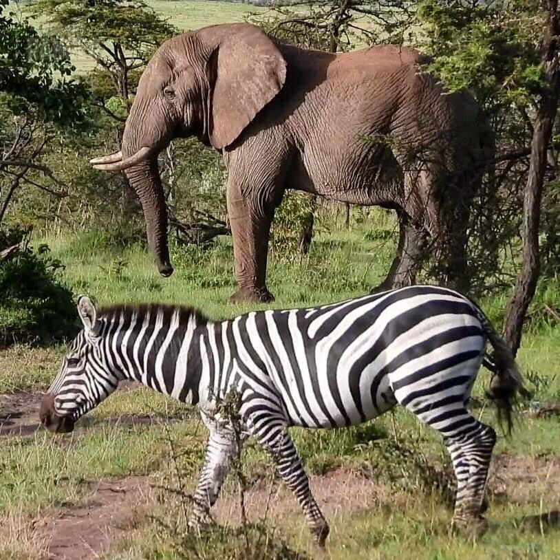 Exodus Safaris Tour Operator & Travel Agency Nairobi | All Kenya & Africa Safaris, Vacations & Beach Holidays — tour operator in Mombasa Road, Kenya – photo 5
