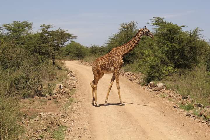 Exodus Safaris Tour Operator & Travel Agency Nairobi | All Kenya & Africa Safaris, Vacations & Beach Holidays — tour operator in Mombasa Road, Kenya – photo 4