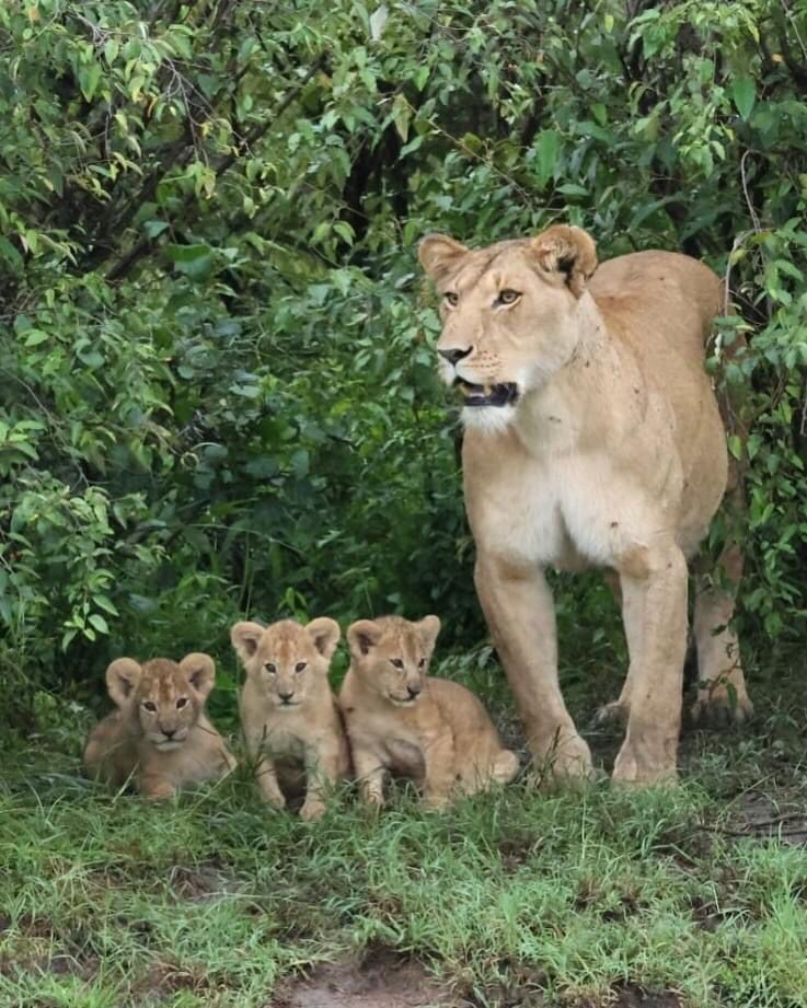 Exodus Safaris Tour Operator & Travel Agency Nairobi | All Kenya & Africa Safaris, Vacations & Beach Holidays — tour operator in Mombasa Road, Kenya – photo 6