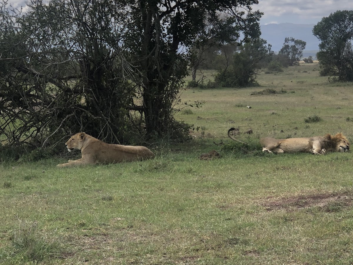Exodus Safaris Tour Operator & Travel Agency Nairobi | All Kenya & Africa Safaris, Vacations & Beach Holidays — tour operator in Mombasa Road, Kenya – photo 1