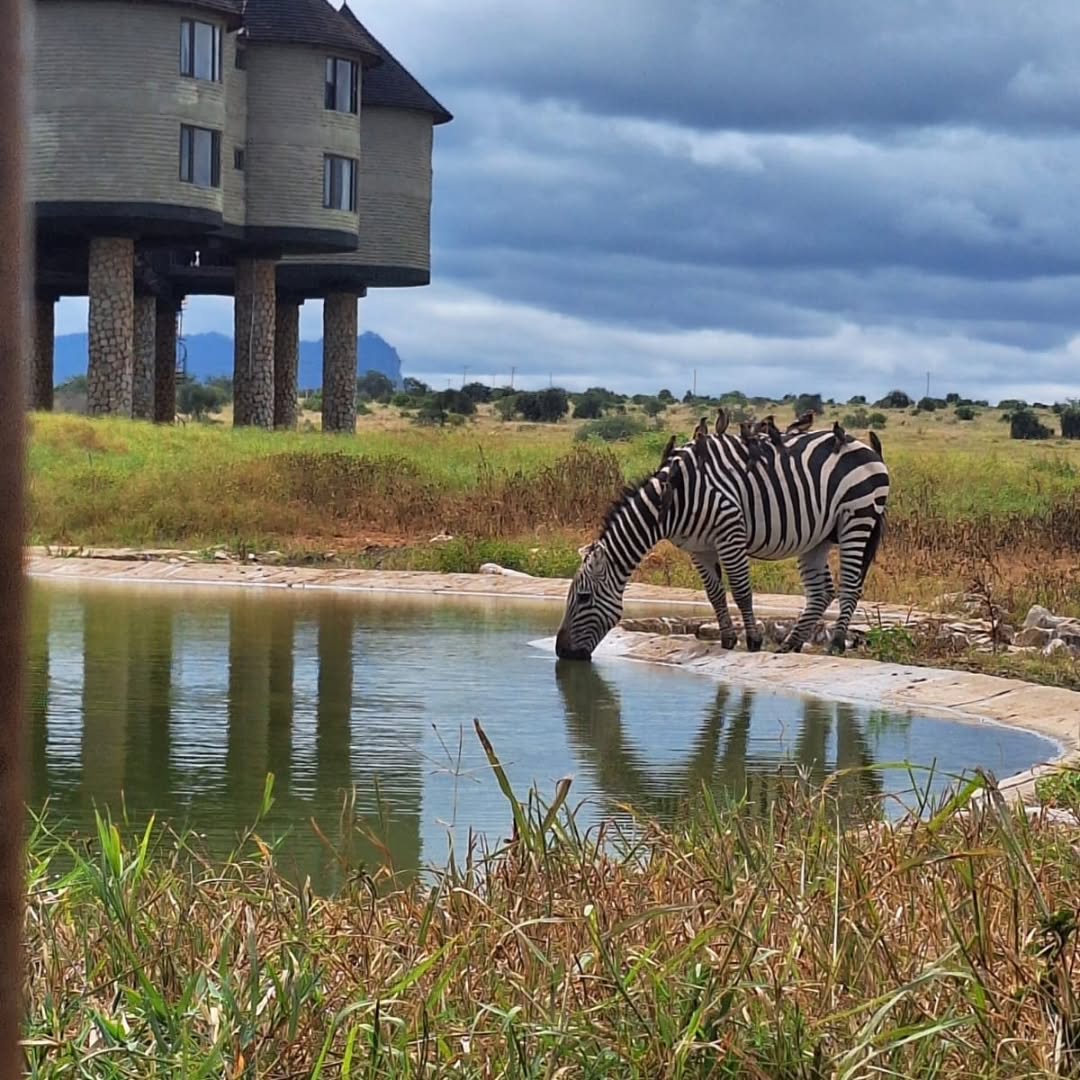 Touchwild Tours and Travel LTD — tour operator in 11th flr Utalii St, Kenya – photo 5