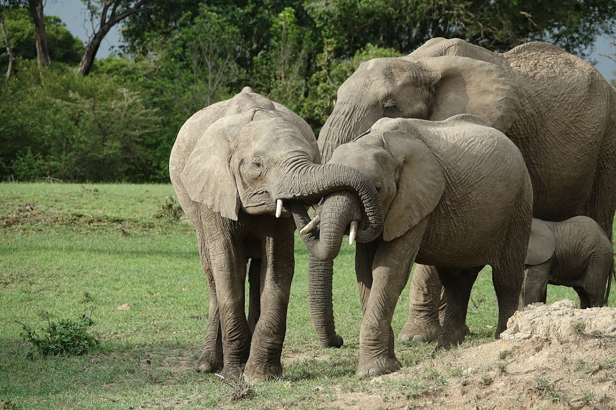 Travelicious Tours & Travel — tour operator in Limuru Rd, Kenya – photo 1