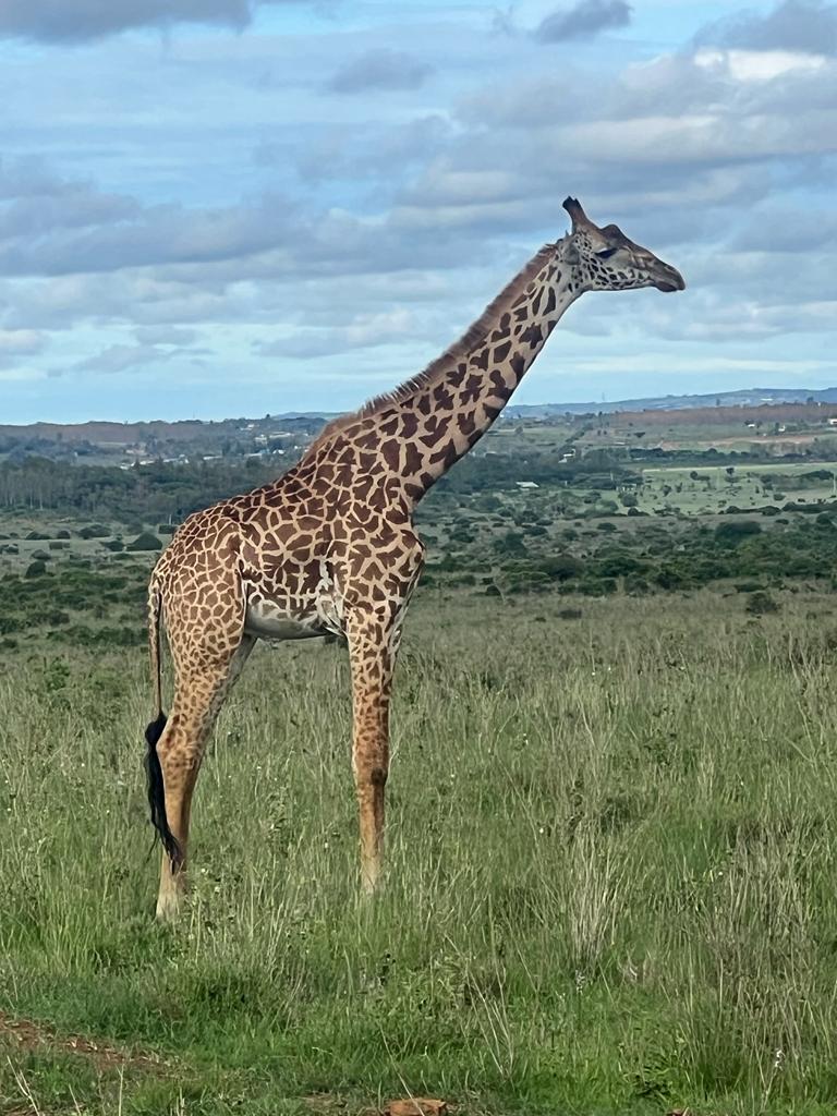 Travelicious Tours & Travel — tour operator in Limuru Rd, Kenya – photo 3