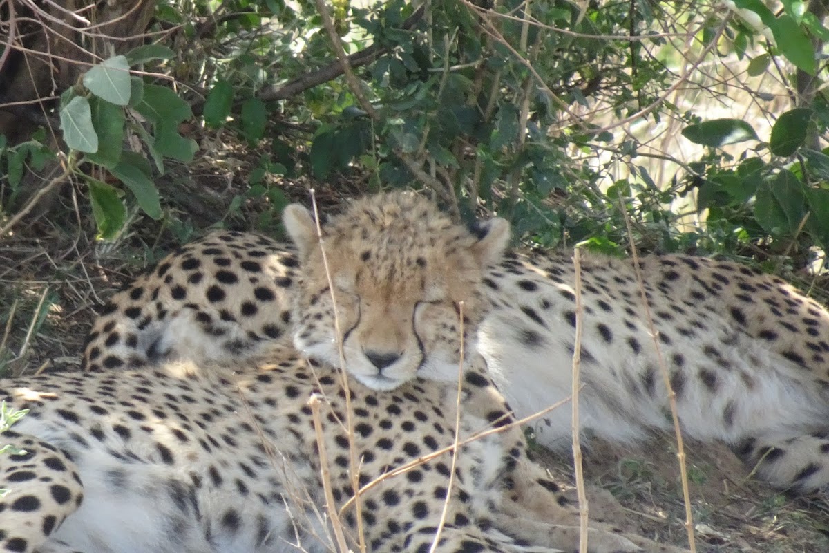 Travelicious Tours & Travel — tour operator in Limuru Rd, Kenya – photo 4