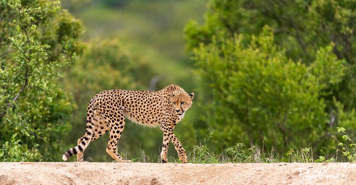 The African Safari Guru Travel Company ~ Safari Destinations Specialist Travel Designer ( — tour operator in Komatipoort, South Africa – photo 2