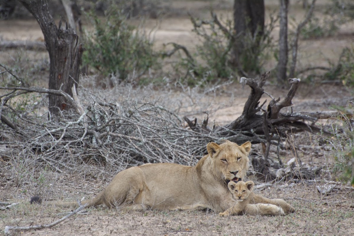 The African Safari Guru Travel Company ~ Safari Destinations Specialist Travel Designer ( — tour operator in Komatipoort, South Africa – photo 3