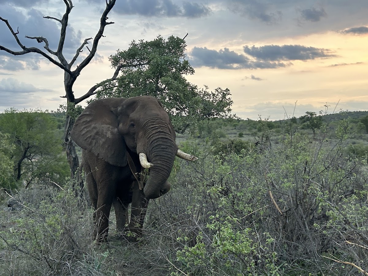 The African Safari Guru Travel Company ~ Safari Destinations Specialist Travel Designer ( — tour operator in Komatipoort, South Africa – photo 5