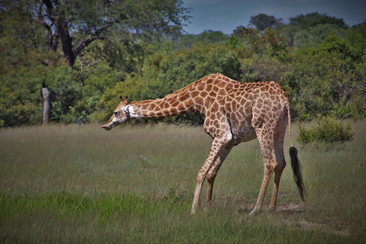 The African Safari Guru Travel Company ~ Safari Destinations Specialist Travel Designer ( — tour operator in Komatipoort, South Africa – photo 6