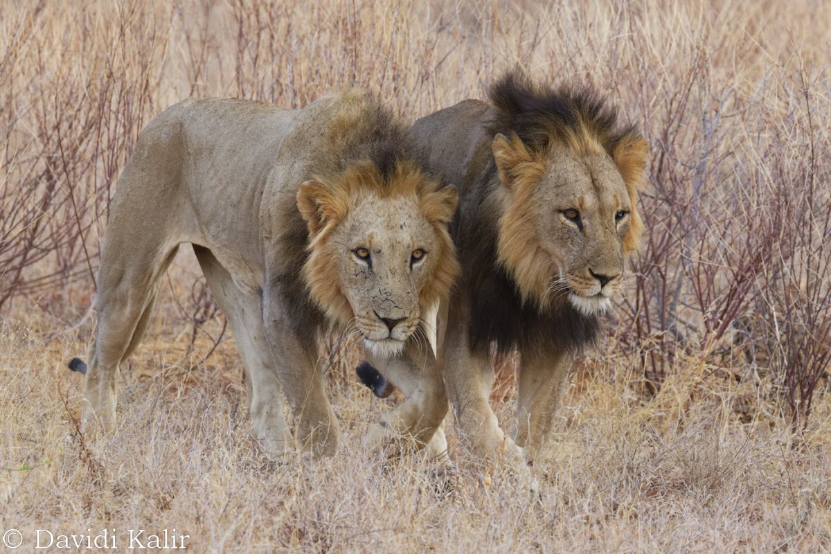 Mufasa Tours and Travels — tour operator in USIU Rd, Kenya – photo 6