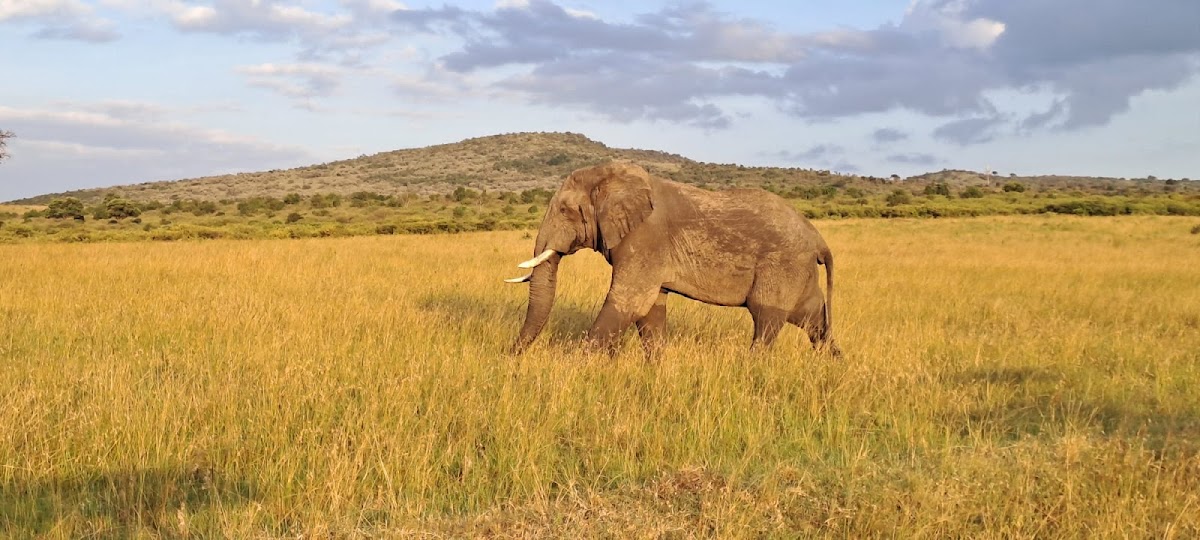 Mufasa Tours and Travels — tour operator in USIU Rd, Kenya – photo 5