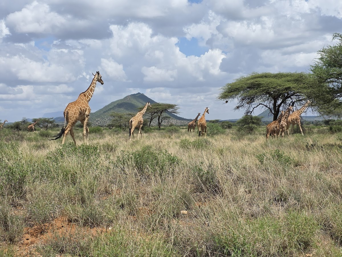 Mufasa Tours and Travels — tour operator in USIU Rd, Kenya – photo 2
