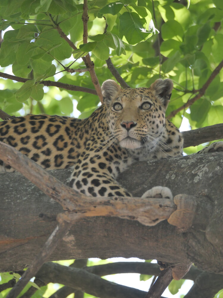 Shipungo Safari & Tours — tour operator in Sir Seretse Khama Rd, Botswana – photo 4