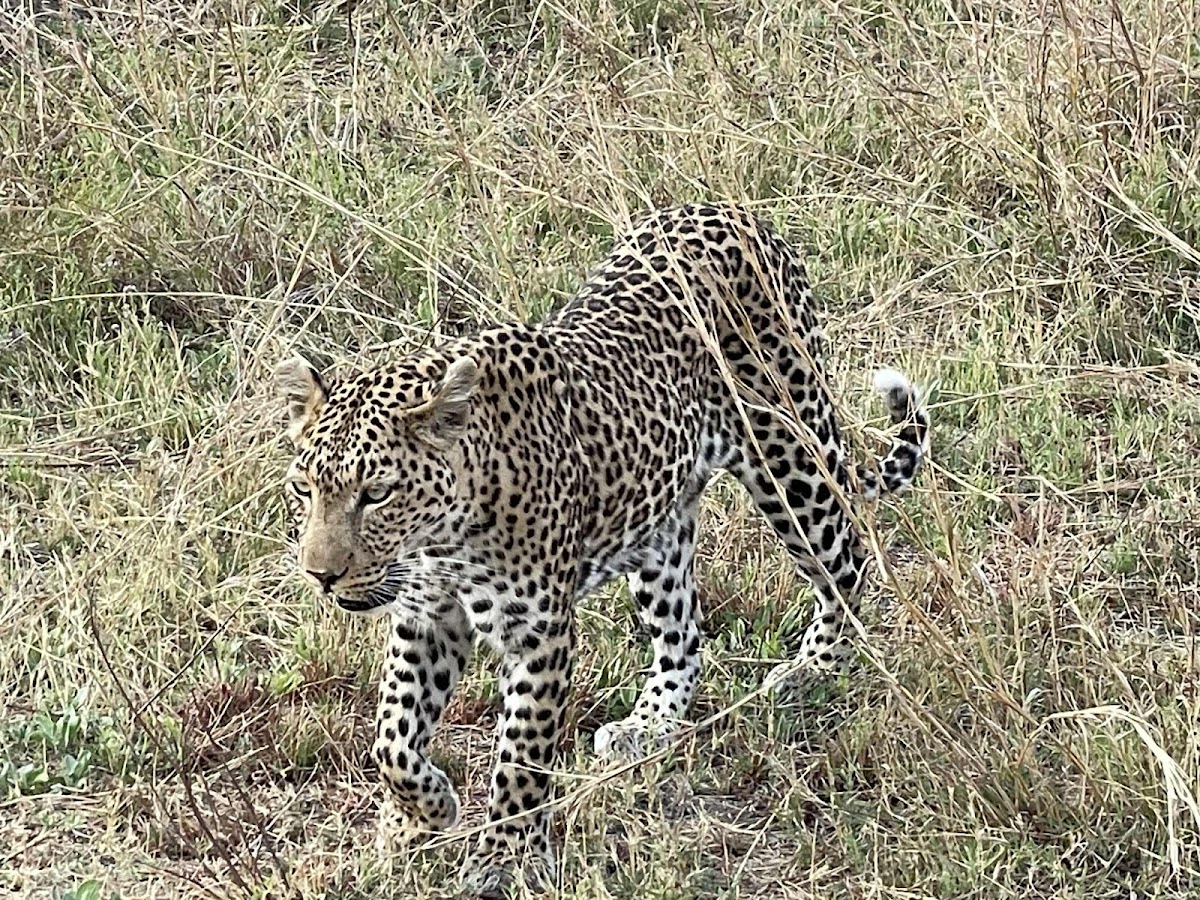 Shipungo Safari & Tours — tour operator in Sir Seretse Khama Rd, Botswana – photo 5