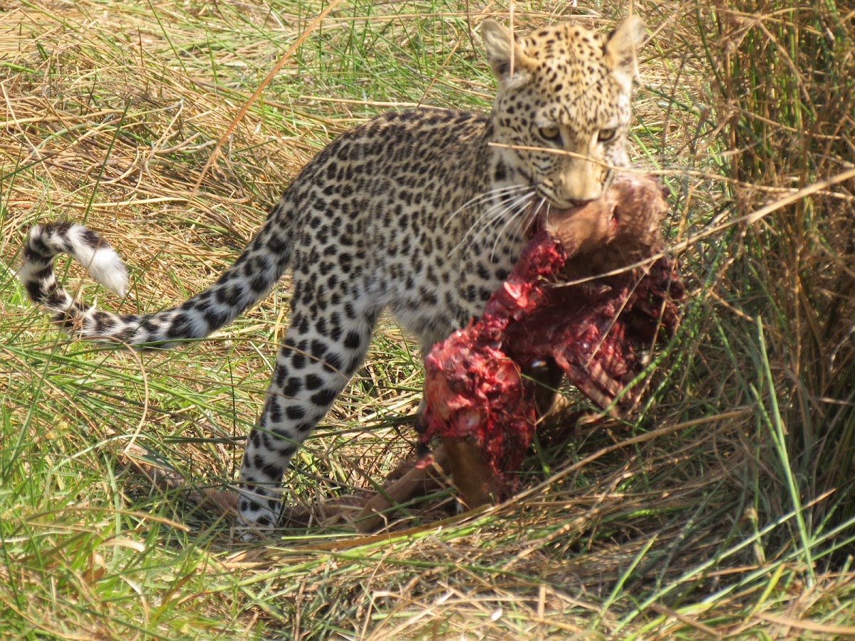 Shipungo Safari & Tours — tour operator in Sir Seretse Khama Rd, Botswana – photo 1
