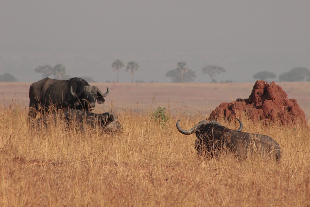 Yaneta Safaris Tours & Travel: Uganda Safari Tours - Gorilla Trekking Uganda — tour operator in Entebbe Rd 5GRQ+2P Kitende, Uganda – photo 4