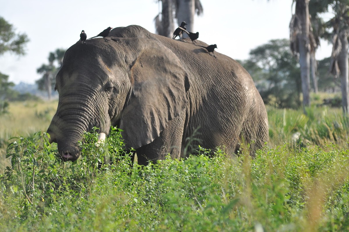 Yaneta Safaris Tours & Travel: Uganda Safari Tours - Gorilla Trekking Uganda — tour operator in Entebbe Rd 5GRQ+2P Kitende, Uganda – photo 5