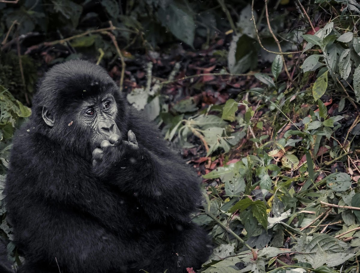 Yaneta Safaris Tours & Travel: Uganda Safari Tours - Gorilla Trekking Uganda — tour operator in Entebbe Rd 5GRQ+2P Kitende, Uganda – photo 1
