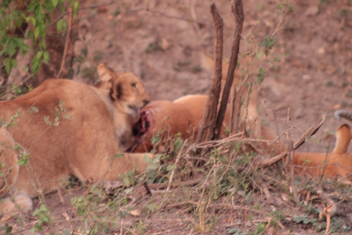 Yaneta Safaris Tours & Travel: Uganda Safari Tours - Gorilla Trekking Uganda — tour operator in Entebbe Rd 5GRQ+2P Kitende, Uganda – photo 6