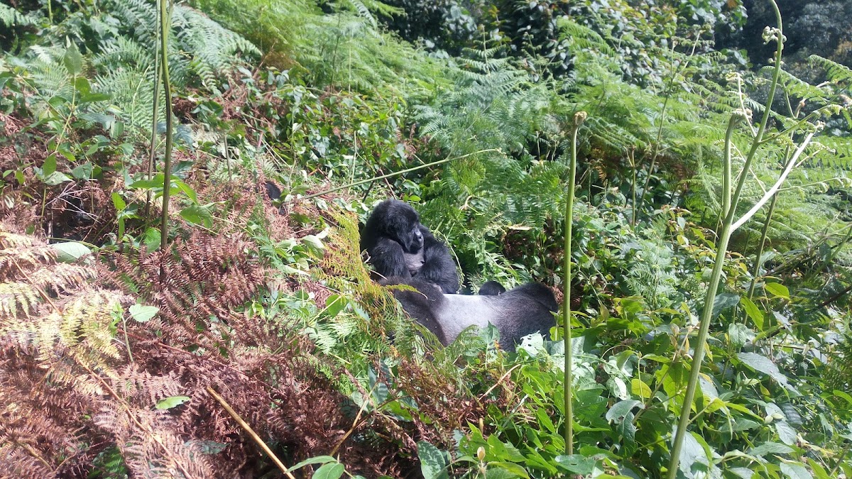 Yaneta Safaris Tours & Travel: Uganda Safari Tours - Gorilla Trekking Uganda — tour operator in Entebbe Rd 5GRQ+2P Kitende, Uganda – photo 3