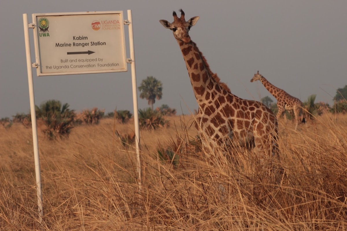 Yaneta Safaris Tours & Travel: Uganda Safari Tours - Gorilla Trekking Uganda — tour operator in Entebbe Rd 5GRQ+2P Kitende, Uganda – photo 2
