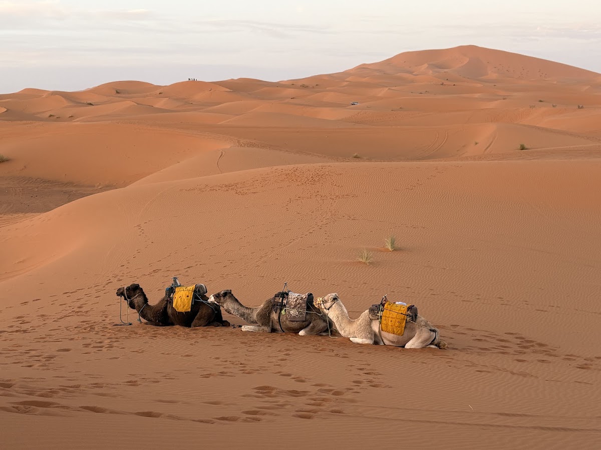 Guide Morocco Tours — tour operator in Av. Mohammed V, Morocco – photo 1
