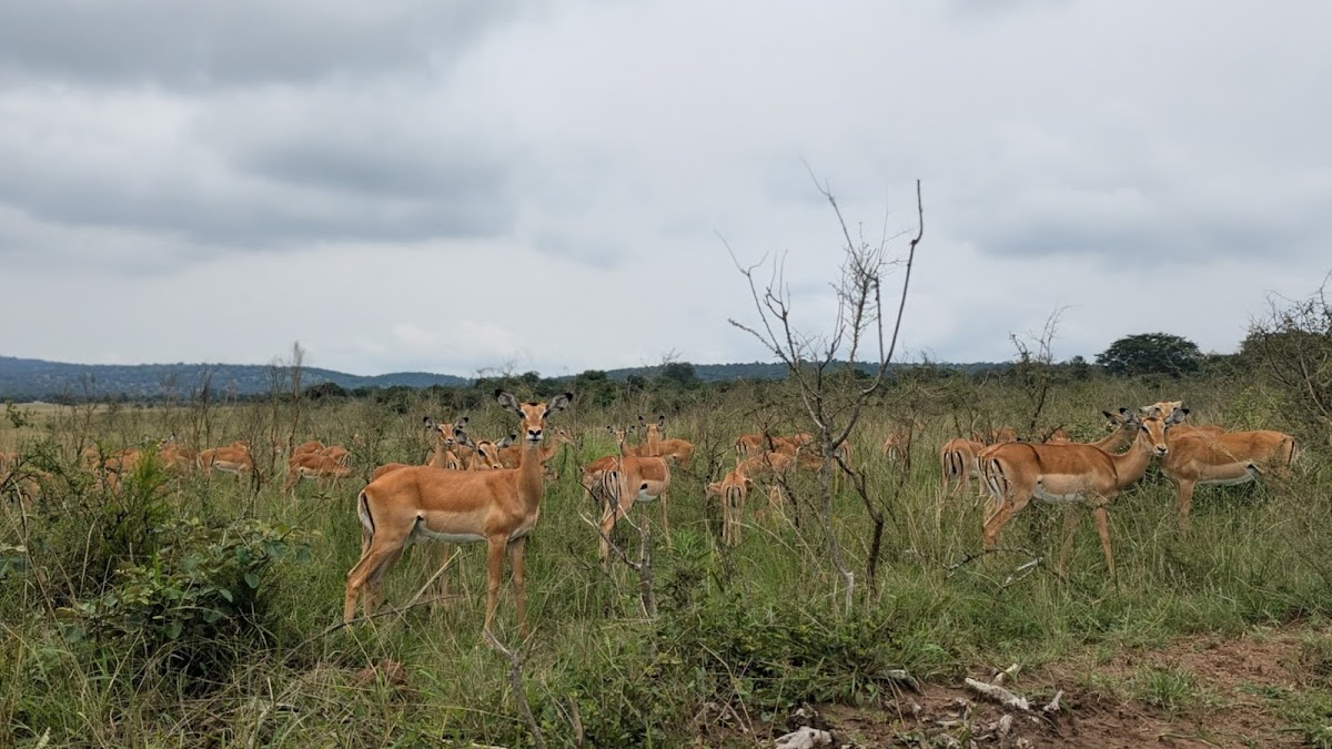 Kigali Tour guide — tour operator in KN 64 st, Rwanda – photo 4
