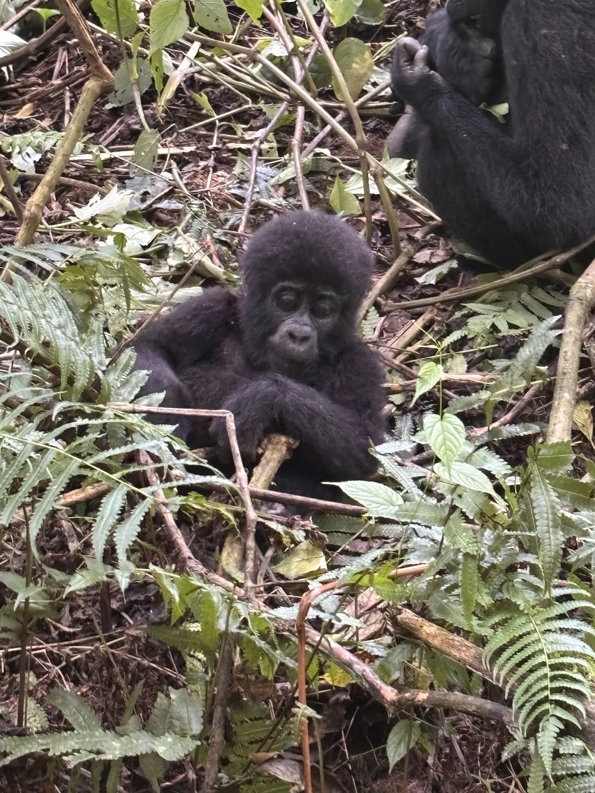 Let’s Go Travel Uganda — tour operator in Plot 17 Faraday Rd, Uganda – photo 2