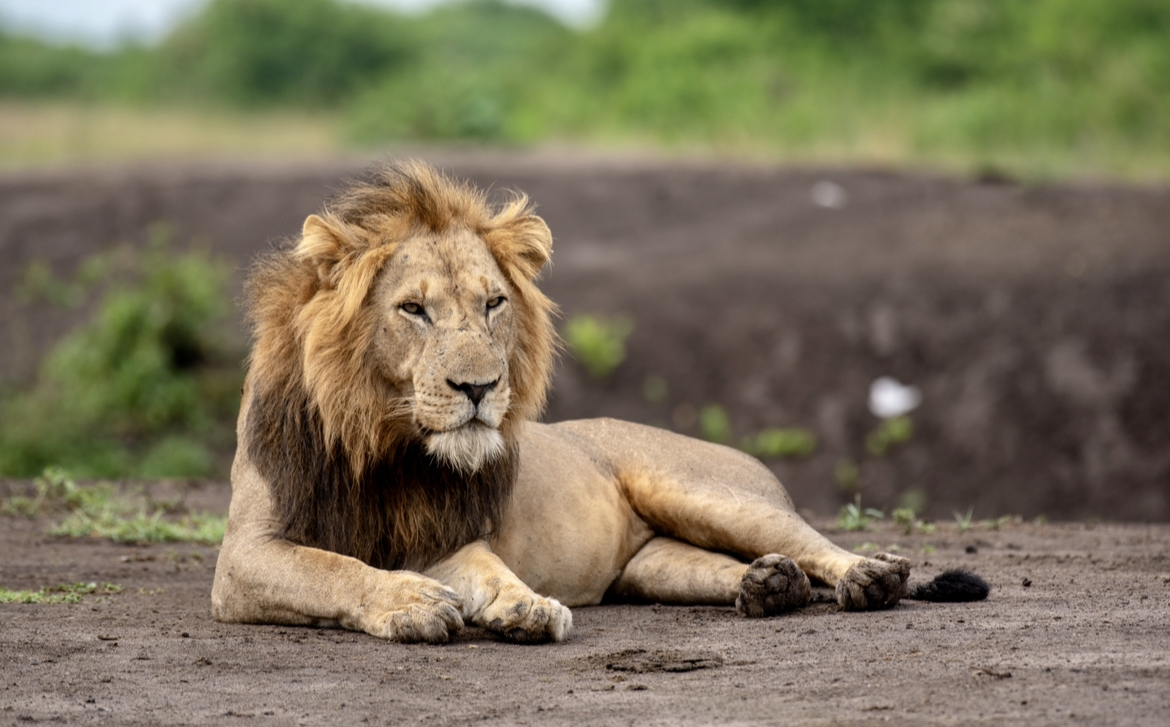 Let’s Go Travel Uganda — tour operator in Plot 17 Faraday Rd, Uganda – photo 6