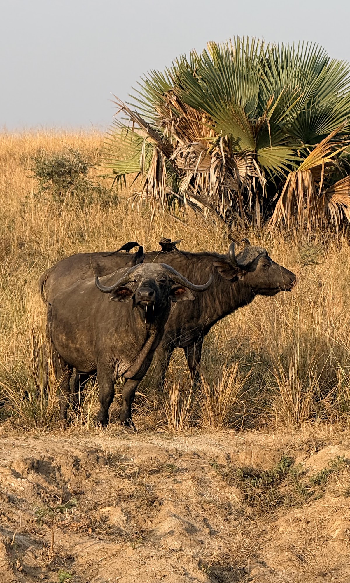 Africa Adventure Vacations | Best Gorilla Tracking Company in Uganda & Rwanda | Bird watching Uganda | Uganda Safaris | — tour operator in Plot 85 Kanjokya St, Uganda – photo 5