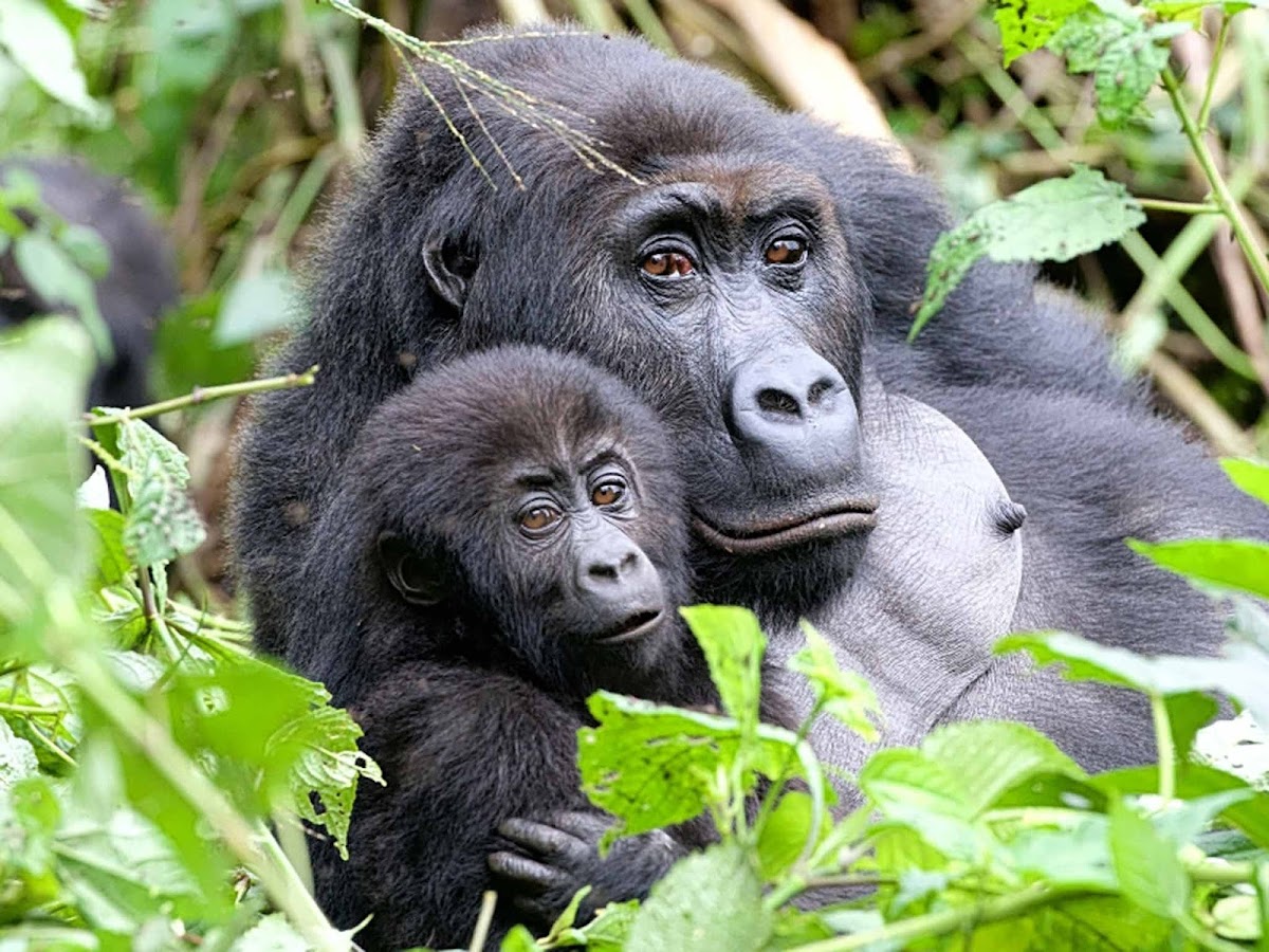 Africa Adventure Vacations | Best Gorilla Tracking Company in Uganda & Rwanda | Bird watching Uganda | Uganda Safaris | — tour operator in Plot 85 Kanjokya St, Uganda – photo 1