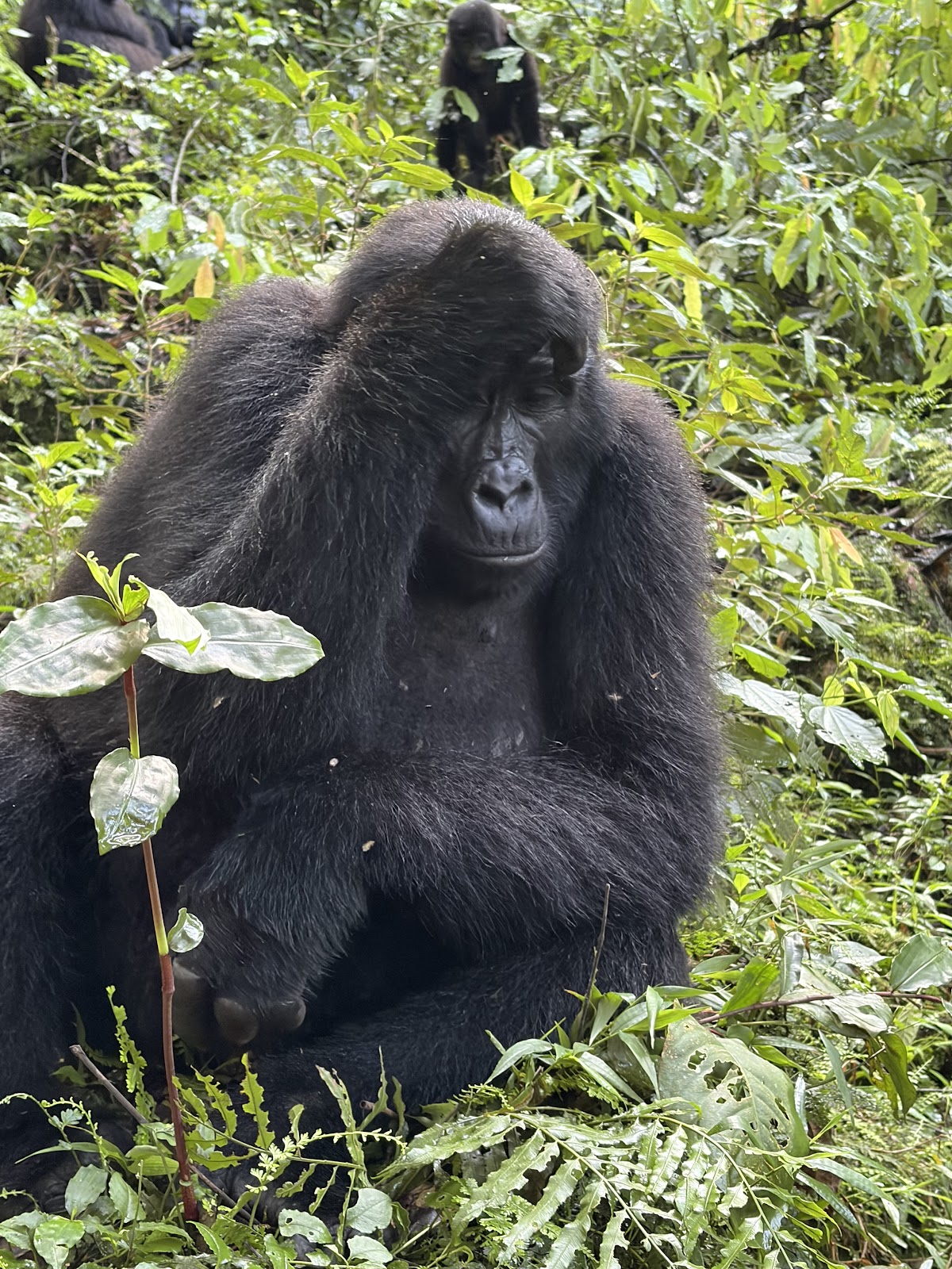 Africa Adventure Vacations | Best Gorilla Tracking Company in Uganda & Rwanda | Bird watching Uganda | Uganda Safaris | — tour operator in Plot 85 Kanjokya St, Uganda – photo 3