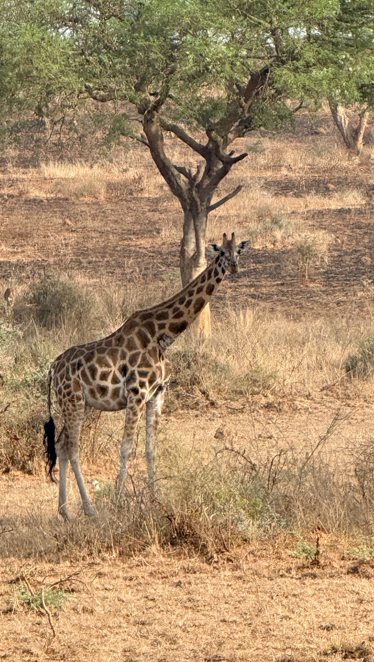Africa Adventure Vacations | Best Gorilla Tracking Company in Uganda & Rwanda | Bird watching Uganda | Uganda Safaris | — tour operator in Plot 85 Kanjokya St, Uganda – photo 4