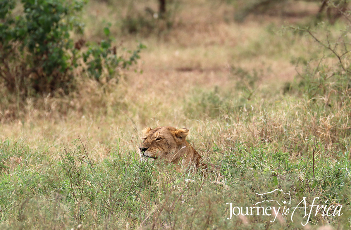 Journey to Africa Safaris - Planning life-changing Safaris to Eastern and Southern Africa. Life Worth Exploring! — tour operator in Bellaire, South Africa – photo 1