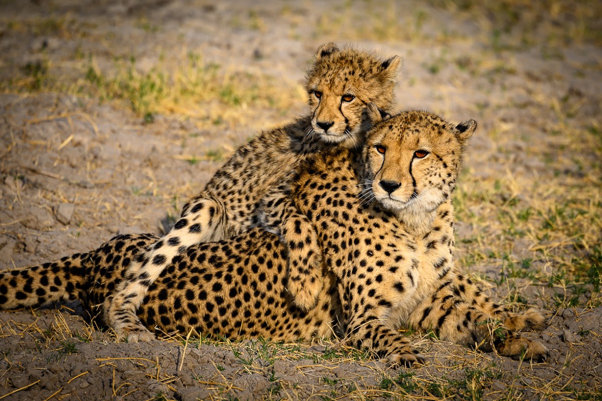Journey to Africa Safaris - Planning life-changing Safaris to Eastern and Southern Africa. Life Worth Exploring! — tour operator in Bellaire, South Africa – photo 3