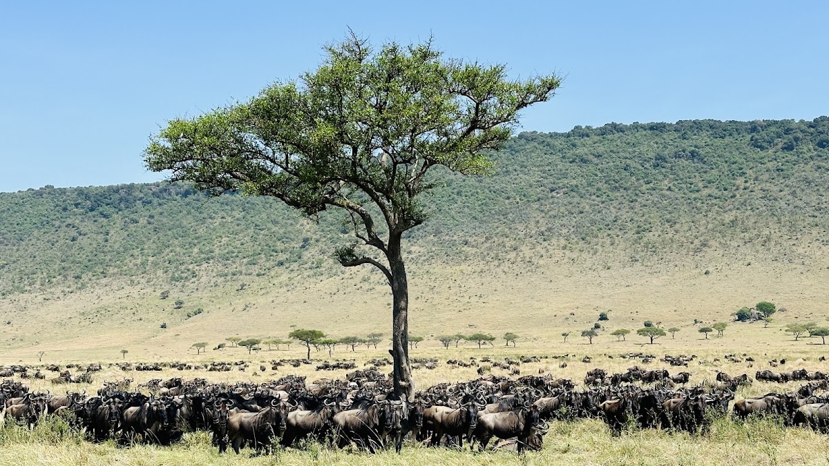 Journey to Africa Safaris - Planning life-changing Safaris to Eastern and Southern Africa. Life Worth Exploring! — tour operator in Bellaire, South Africa – photo 2