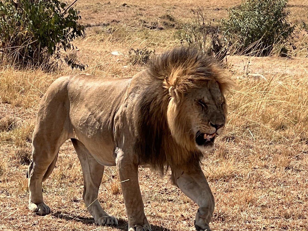 Journey to Africa Safaris - Planning life-changing Safaris to Eastern and Southern Africa. Life Worth Exploring! — tour operator in Bellaire, South Africa – photo 5