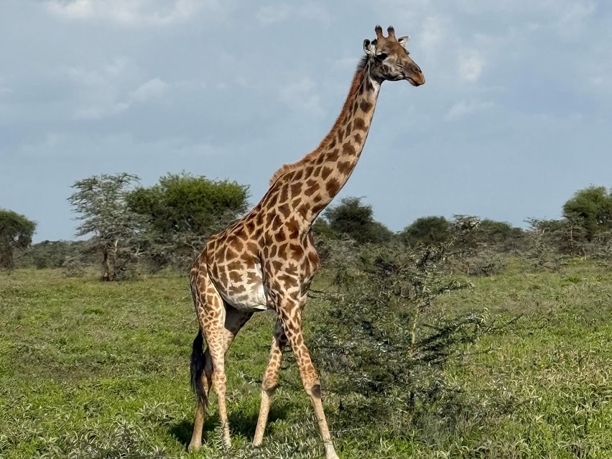 Journey to Africa Safaris - Planning life-changing Safaris to Eastern and Southern Africa. Life Worth Exploring! — tour operator in Bellaire, South Africa – photo 4