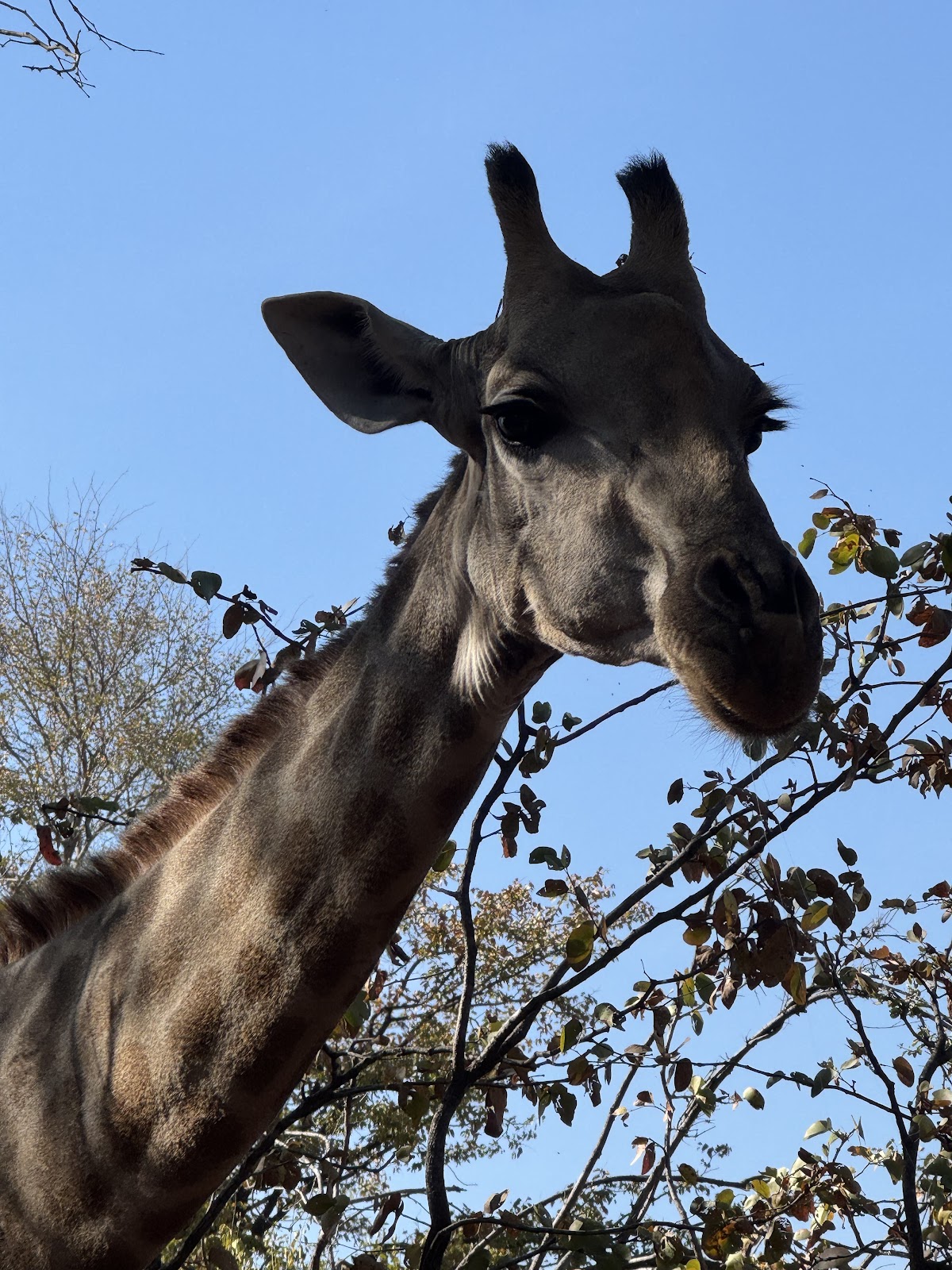 Mavumina Safaris And Tours — tour operator in Mosi - Oa - Tunya Road, Zambia – photo 4