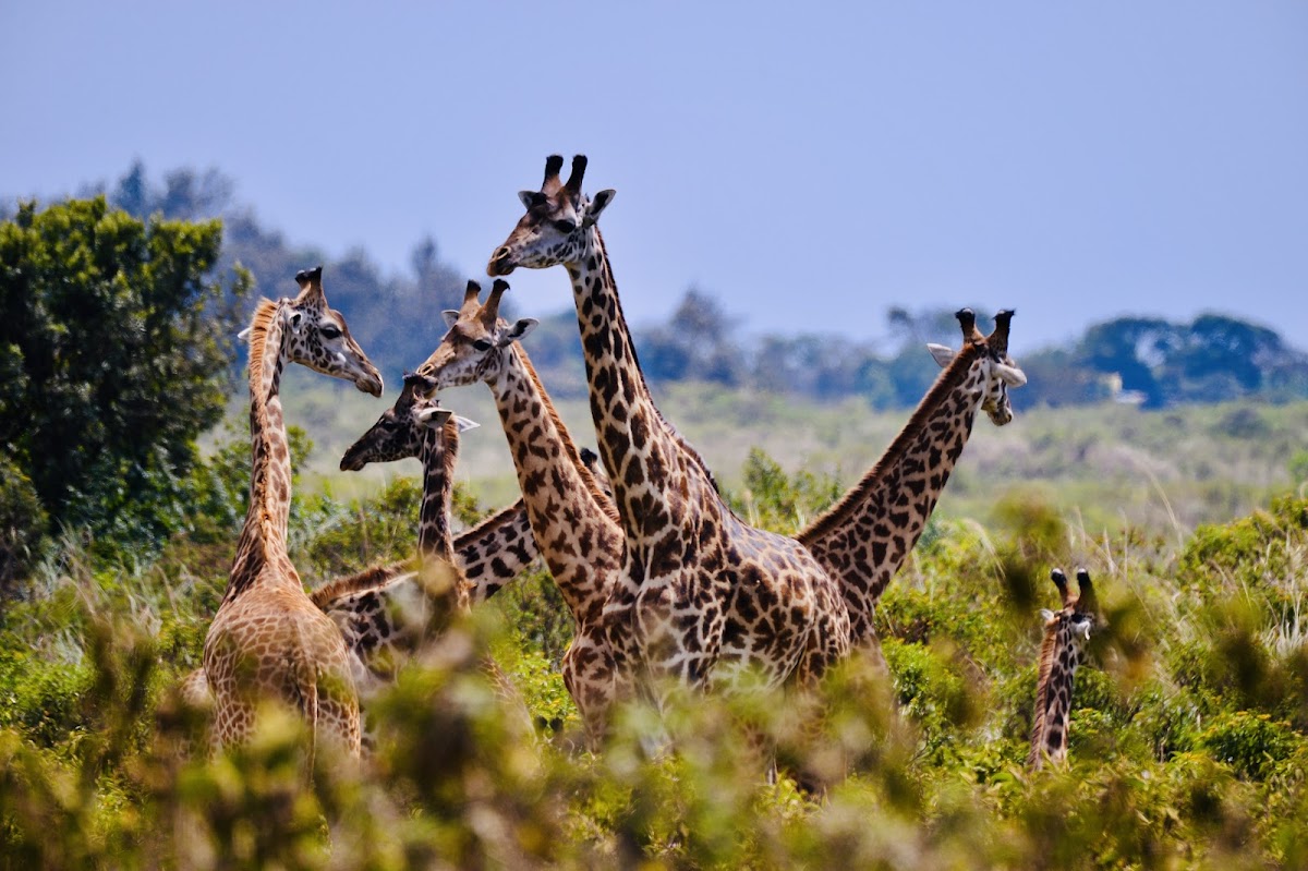 Tanzania Maasai Guide Safaris — tour operator in Shamsi Street, Tanzania – photo 3